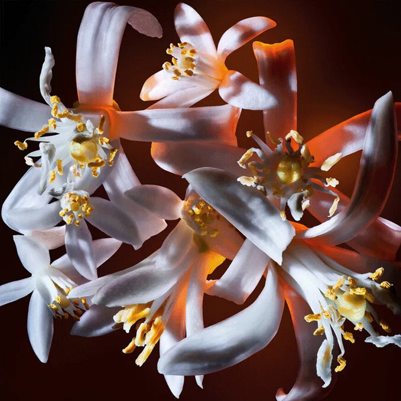 LIBRE EDP FLORALE | YVES SAINT LAURENT - ESENNIA