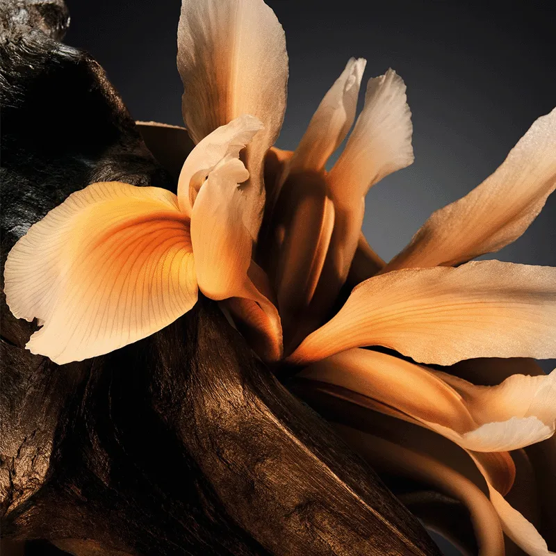 BOSS BOTTLED PARFUM | ESENNIA