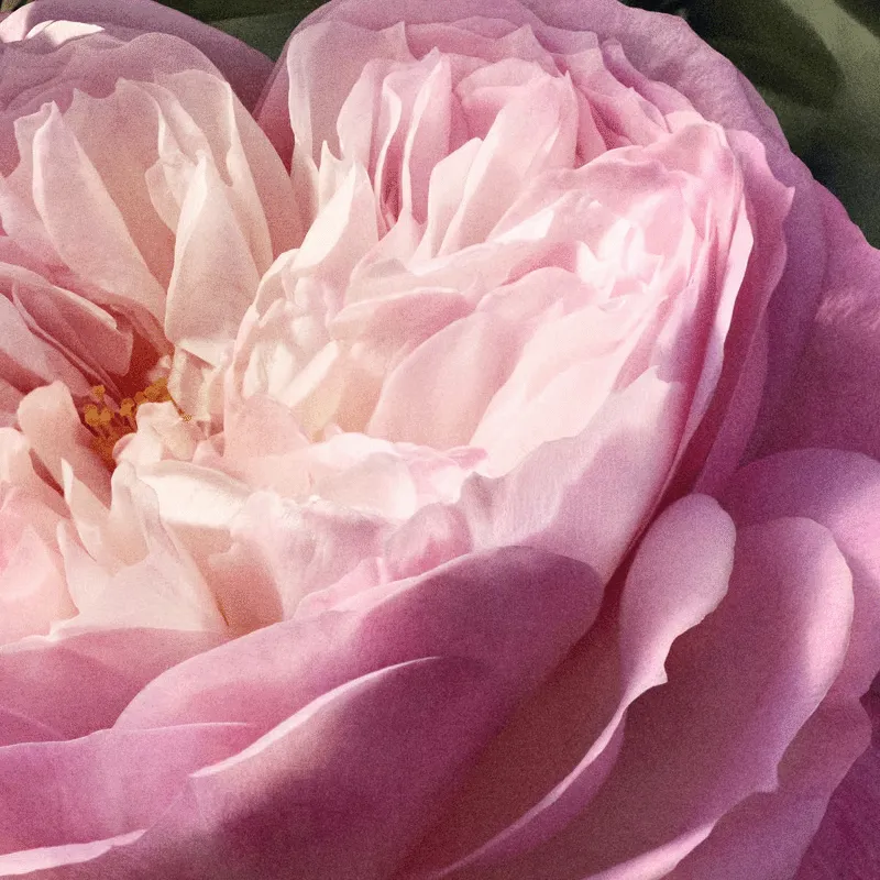 CHLOE NATURELLE EDP | ESENNIA