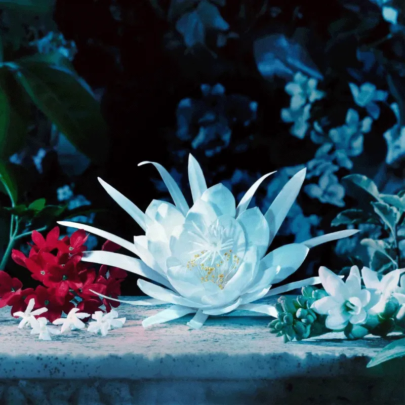 Gucci Bloom Intense | ESENNIA