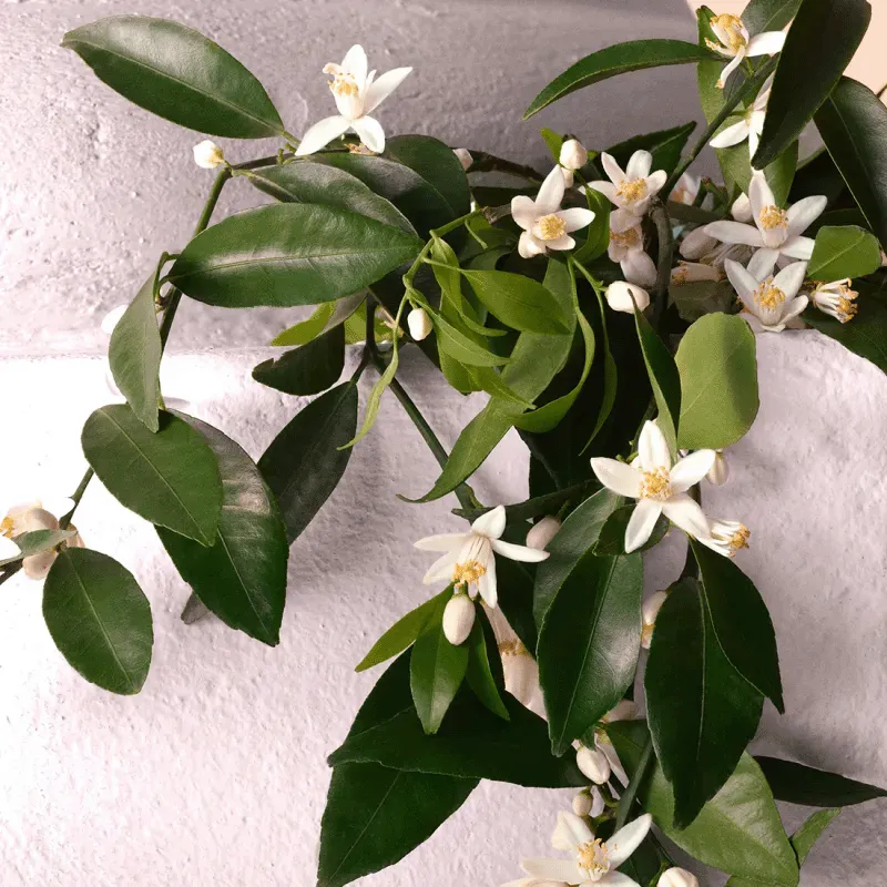 Devotion Intense Dolce&Gabbana | ESENNIA