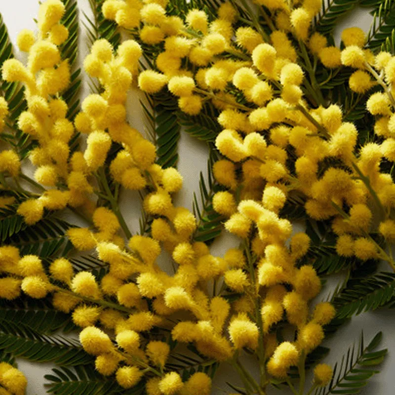 Dolce Dolce&Gabbana | ESENNIA