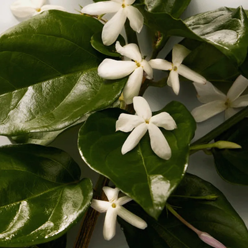 Dolce Dolce&Gabbana | ESENNIA