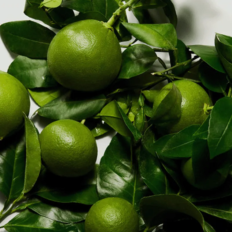 Dolce Dolce&Gabbana | ESENNIA