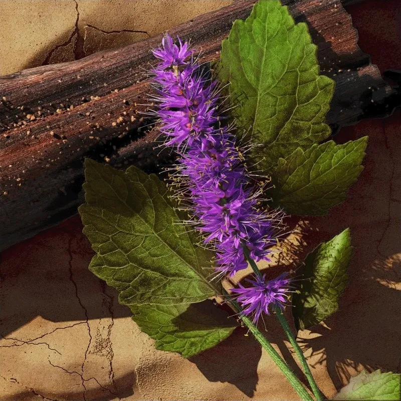 Zino Davidoff | ESENNIA