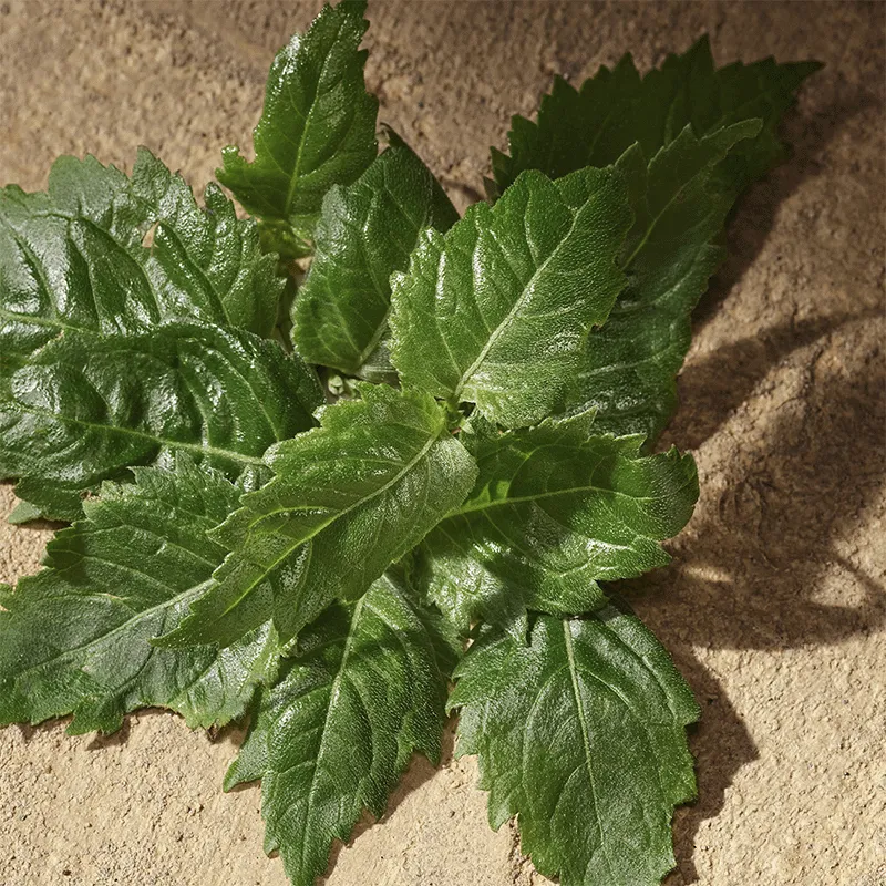 Devotion Pour Homme Dolce&Gabbana | ESENNIA