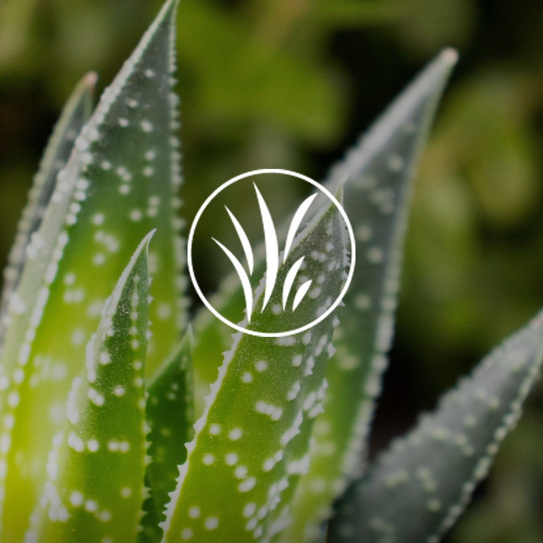 banner aloe